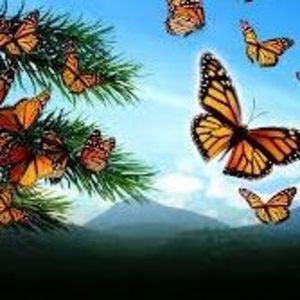 Meet your Posher, Pam